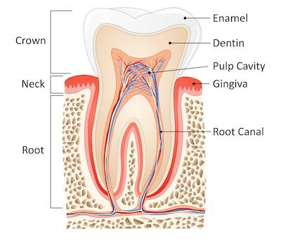 Diagram of a tooth showing root canal at Philadelphia Dentist