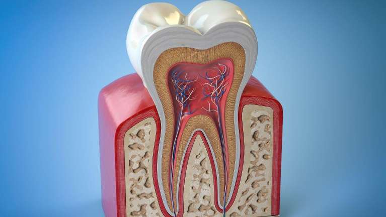 Model of tooth with root canal specialist at the Philadelphia Dentist
